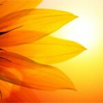 Close-up of bright orange sunflower petals silhouetted against a warm yellow sunset glow.