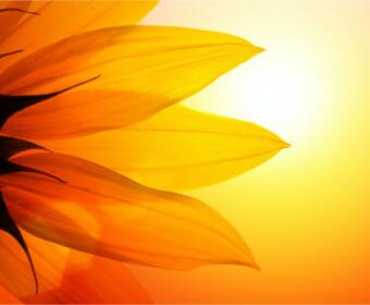Close-up of bright orange sunflower petals silhouetted against a warm yellow sunset glow.