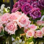 Vibrant display of pink and purple rose bouquets in a florist shop window.