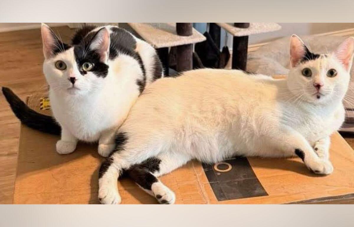 Two cats lounging on a cardboard box; one black-and-white and the other cream-colored, looking toward the camera.