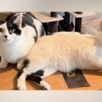 Two cats lounging on a cardboard box; one black-and-white and the other cream-colored, looking toward the camera.