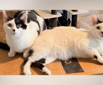 Two cats lounging on a cardboard box; one black-and-white and the other cream-colored, looking toward the camera.