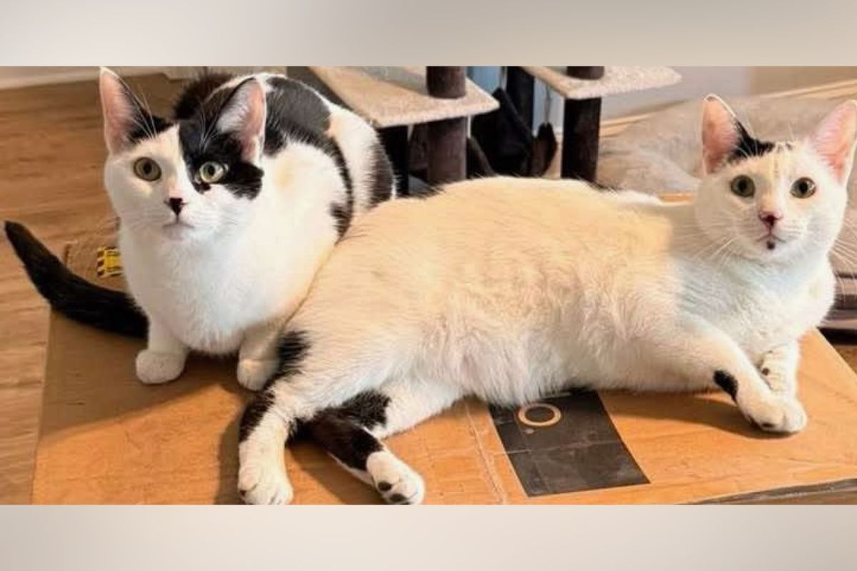 Two cats lounging on a cardboard box; one black-and-white and the other cream-colored, looking toward the camera.