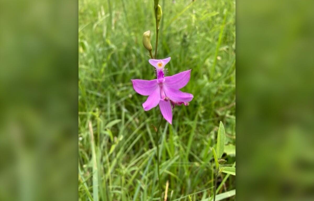 Pink wildflower with five petals on a slender stem growing among green grass in a sunny meadow.