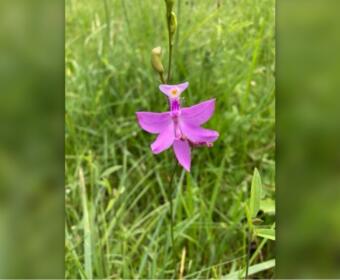 Pink wildflower with five petals on a slender stem growing among green grass in a sunny meadow.