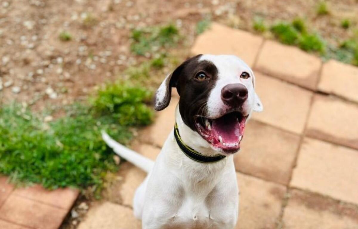 Happy white dog with a brown patch over one eye, panting and looking up at the camera on a brick patio wearing a black collar.