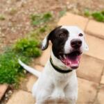 Happy white dog with a brown patch over one eye, panting and looking up at the camera on a brick patio wearing a black collar.