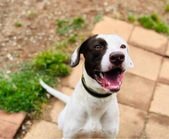 Happy white dog with a brown patch over one eye, panting and looking up at the camera on a brick patio wearing a black collar.