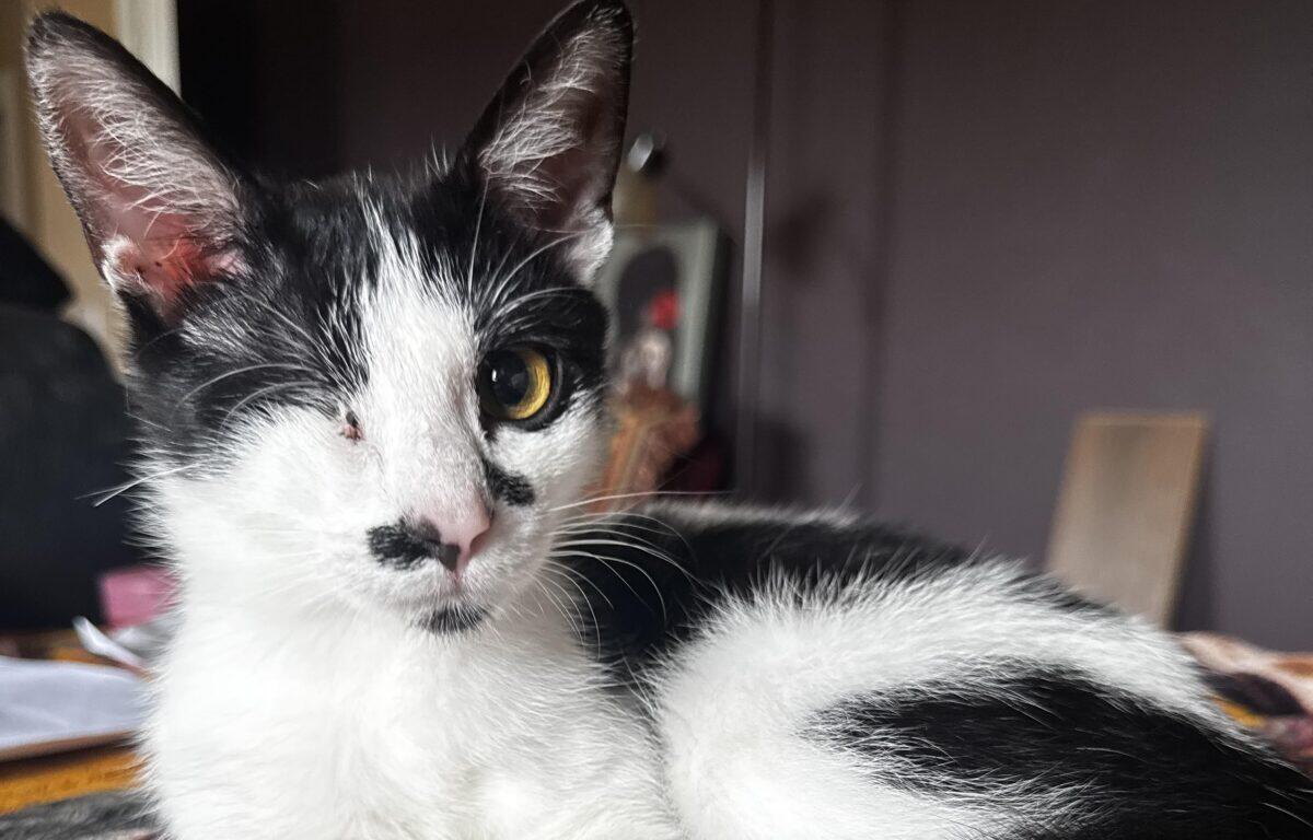Black-and-white cat with a yellow eye, indoors, looking at the camera.