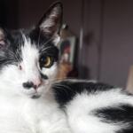 Black-and-white cat with a yellow eye, indoors, looking at the camera.
