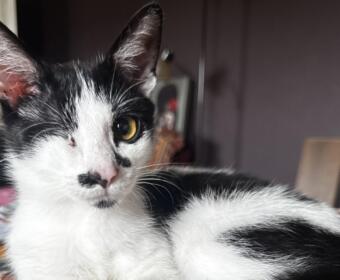 Black-and-white cat with a yellow eye, indoors, looking at the camera.