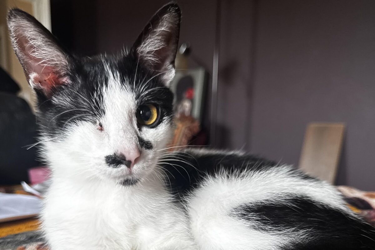 Black-and-white cat with a yellow eye, indoors, looking at the camera.