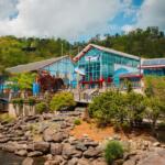 Ripley's Aquarium of the Smokies (Contributed)
