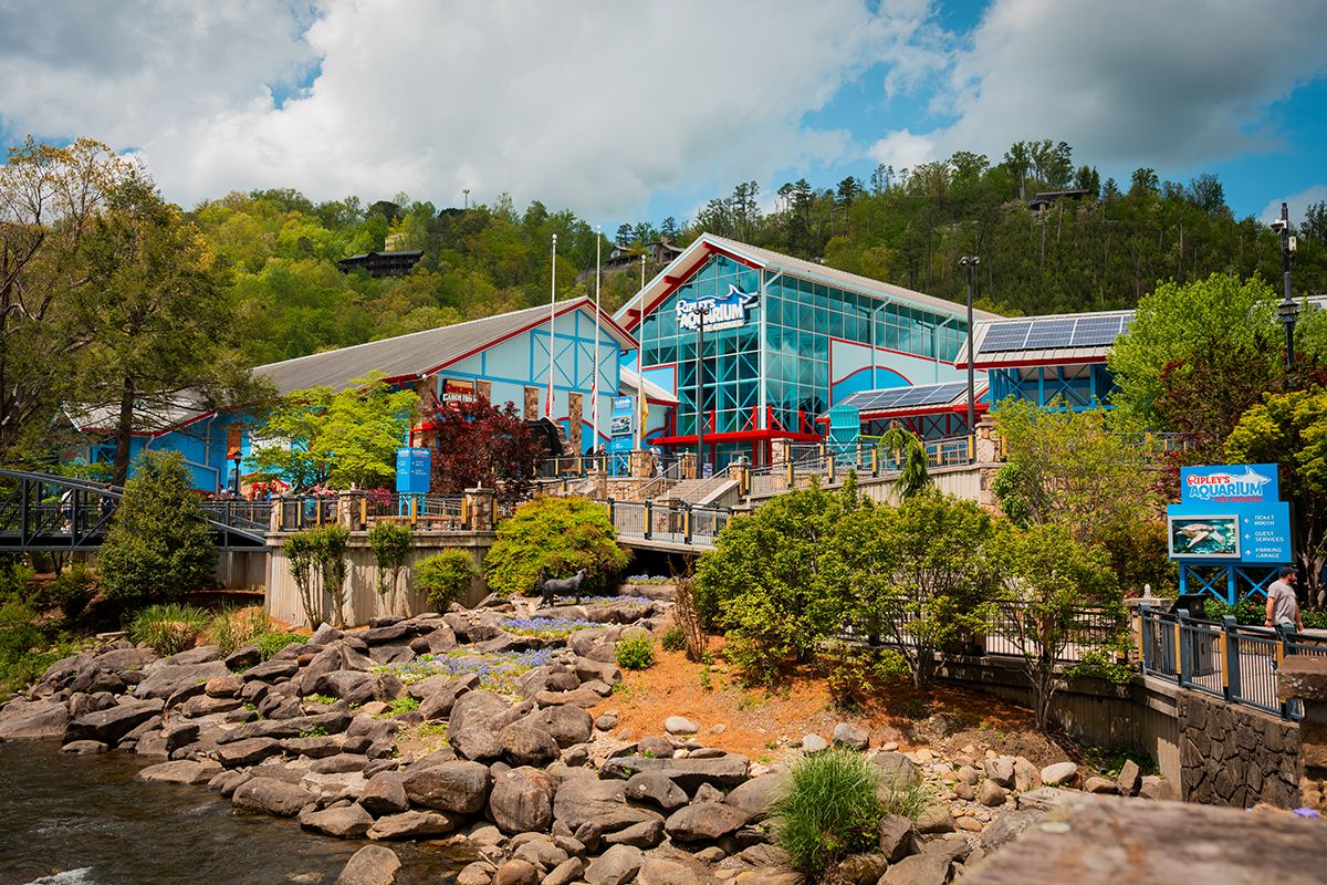 Ripley's Aquarium of the Smokies (Contributed)