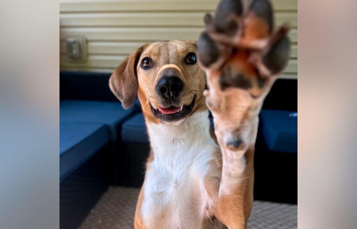 Happy dog with one front paw raised toward the camera, smiling.