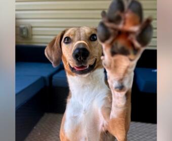 Happy dog with one front paw raised toward the camera, smiling.