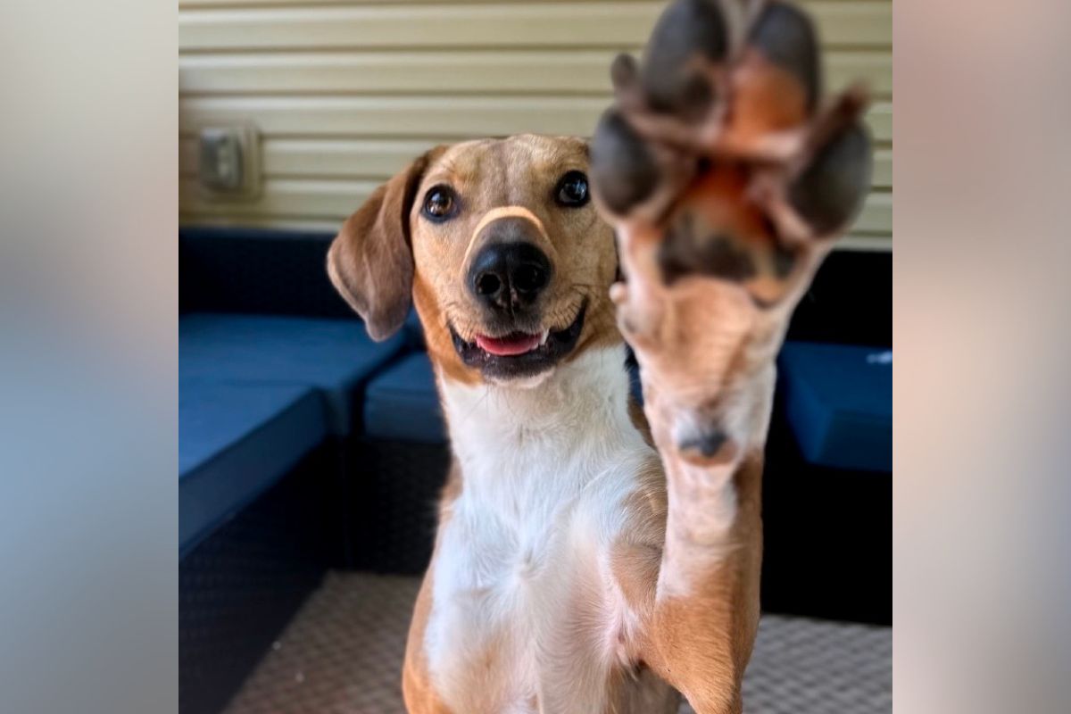 Happy dog with one front paw raised toward the camera, smiling.