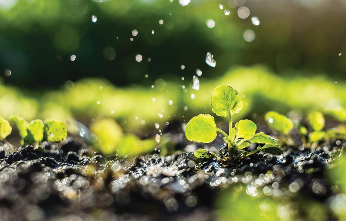 Rain falls on plants and soil (Metro Creative)