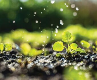 Rain falls on plants and soil (Metro Creative)