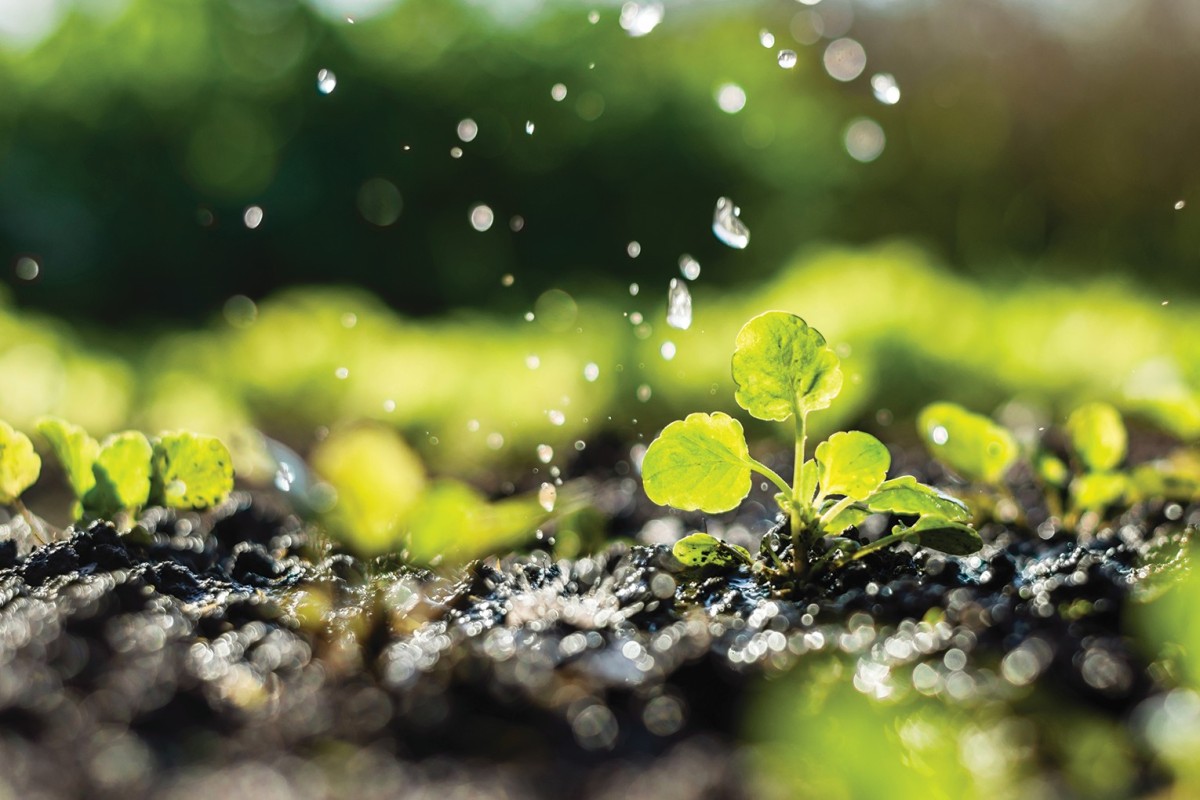 Rain falls on plants and soil (Metro Creative)