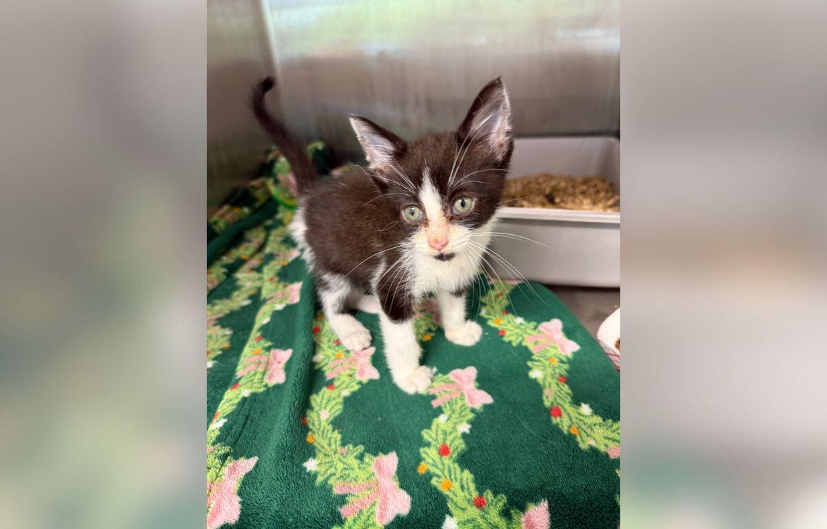 Young black-and-white kitten standing on a green Christmas-pattern blanket, with a litter tray in the background in a shelter setting.