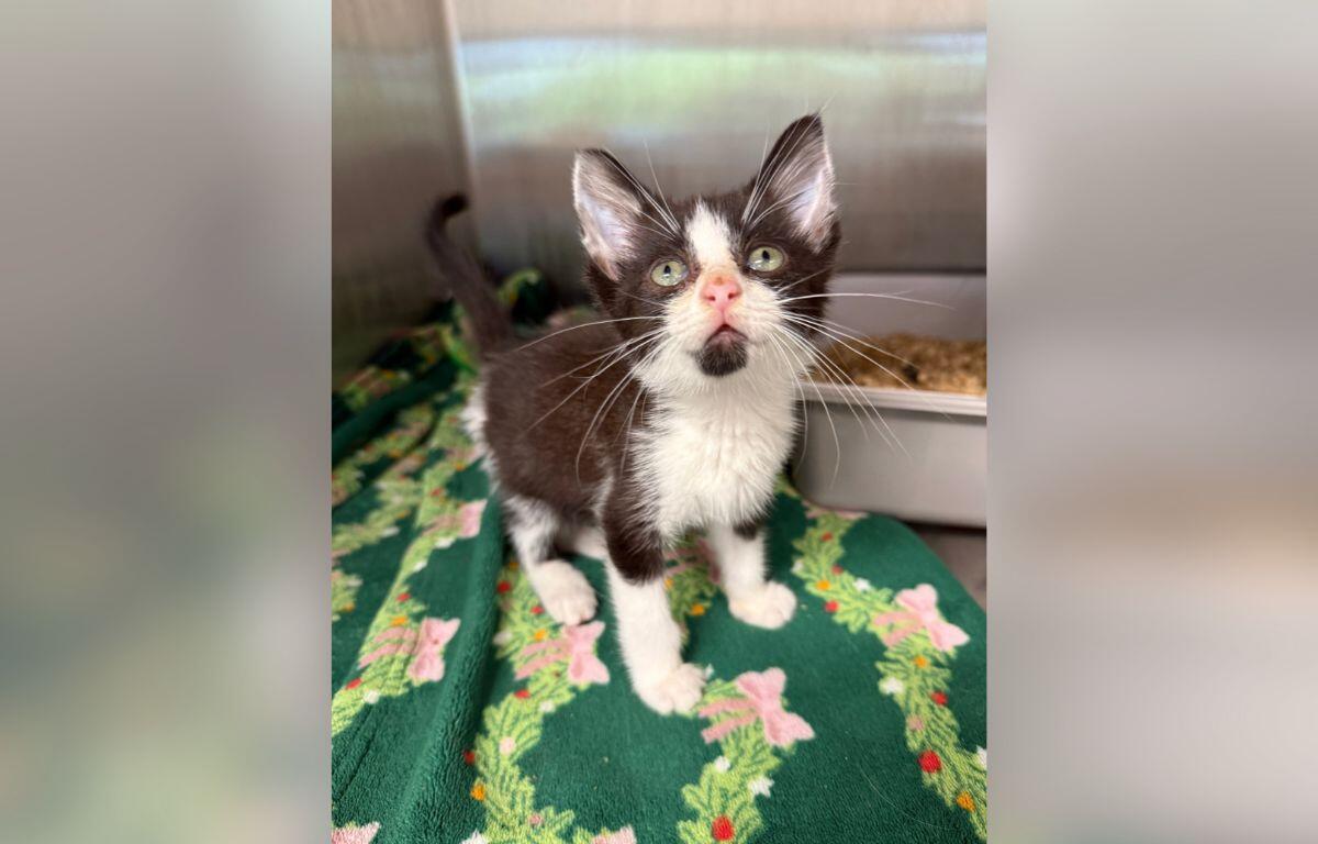 Young tuxedo kitten with white chest and paws, pink nose, and curious green eyes sits on a festive green blanket in a kennel or exam area.