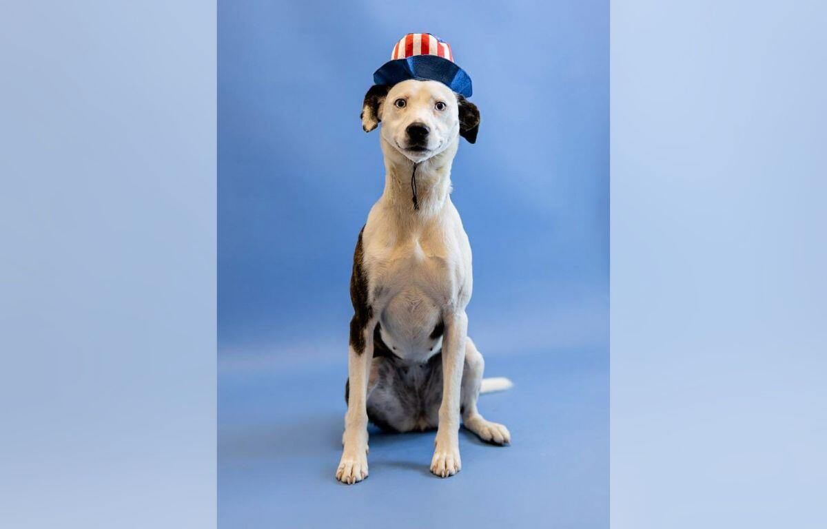 Dog wearing a small red‑white‑blue hat sits against a blue backdrop, looking at the camera.