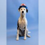 Dog wearing a small red‑white‑blue hat sits against a blue backdrop, looking at the camera.