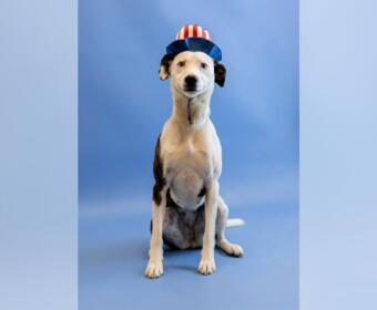 Dog wearing a small red‑white‑blue hat sits against a blue backdrop, looking at the camera.