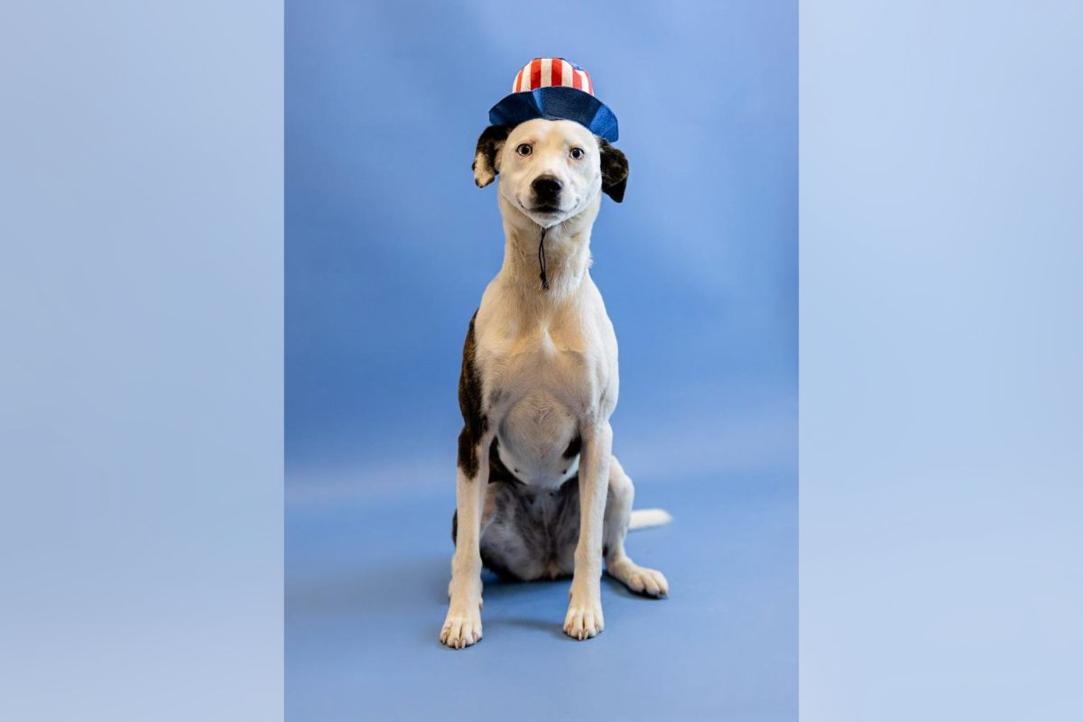 Pets of the week