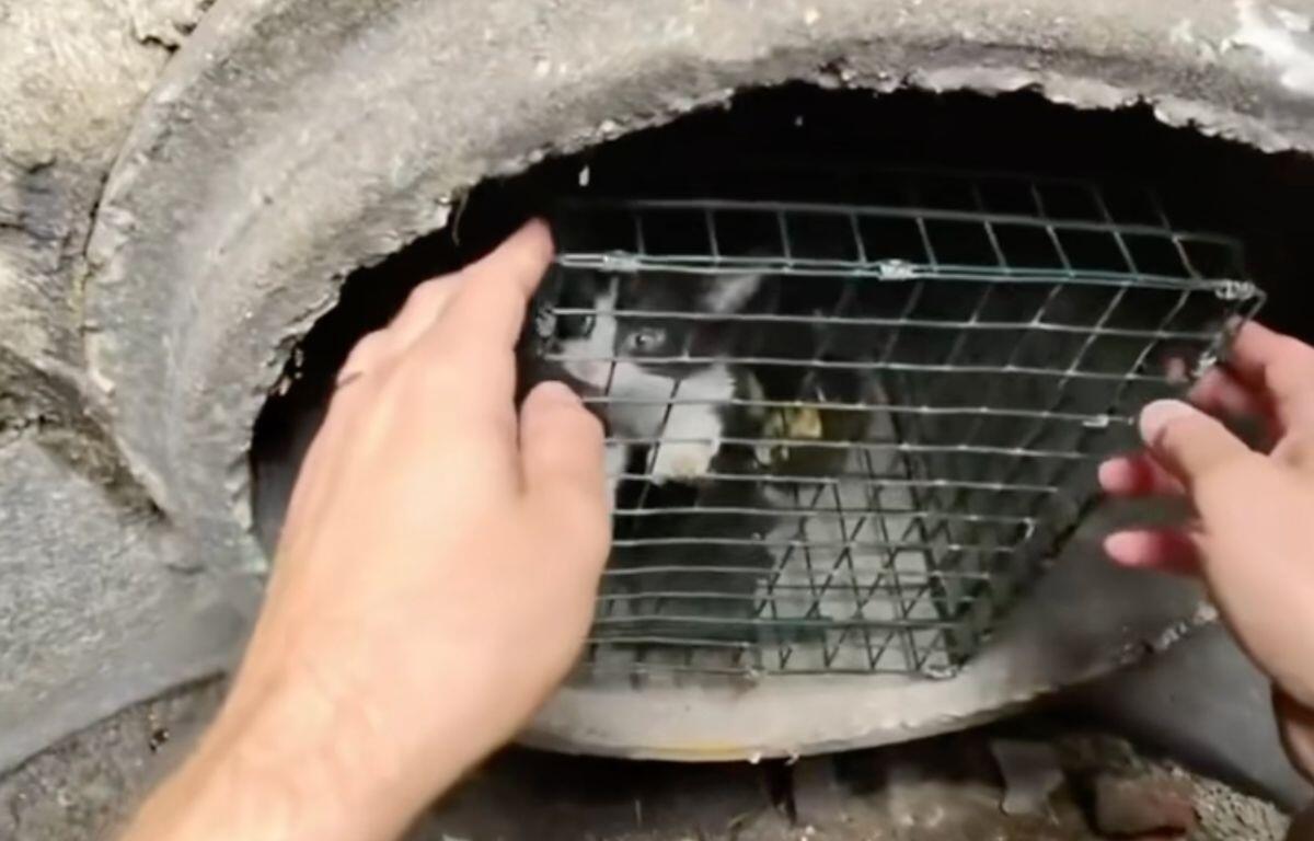 Hands open a small metal wire cage inside a circular concrete opening, releasing a trapped animal lingering inside the cage.