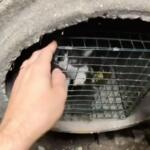 Hands open a small metal wire cage inside a circular concrete opening, releasing a trapped animal lingering inside the cage.