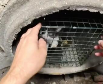 Hands open a small metal wire cage inside a circular concrete opening, releasing a trapped animal lingering inside the cage.