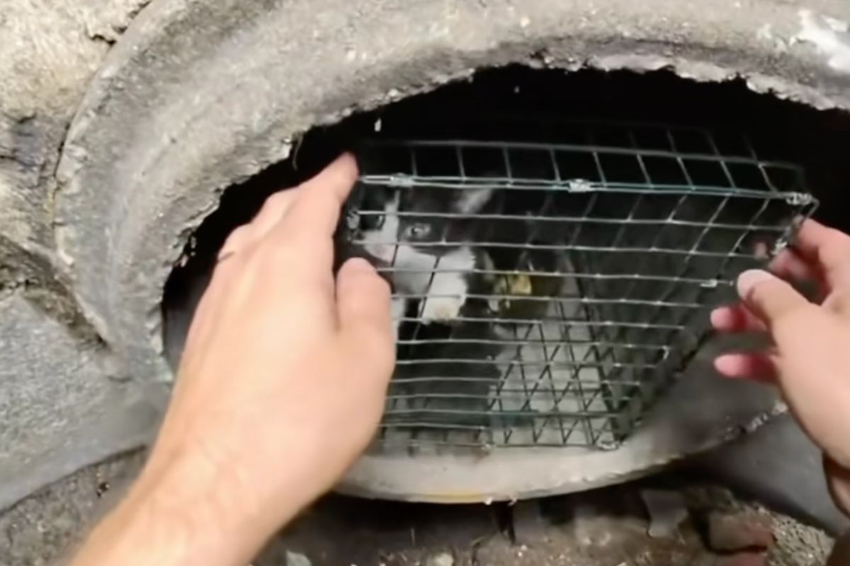 Hands open a small metal wire cage inside a circular concrete opening, releasing a trapped animal lingering inside the cage.