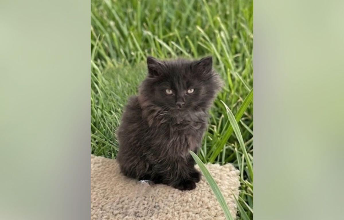 Black fluffy kitten sitting on a beige rug outdoors with tall green grass behind it.