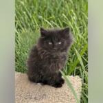 Black fluffy kitten sitting on a beige rug outdoors with tall green grass behind it.