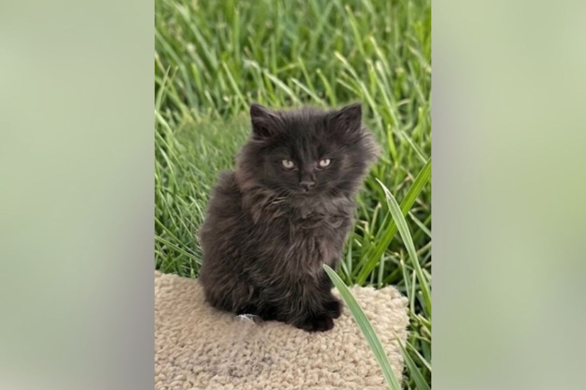 Black fluffy kitten sitting on a beige rug outdoors with tall green grass behind it.