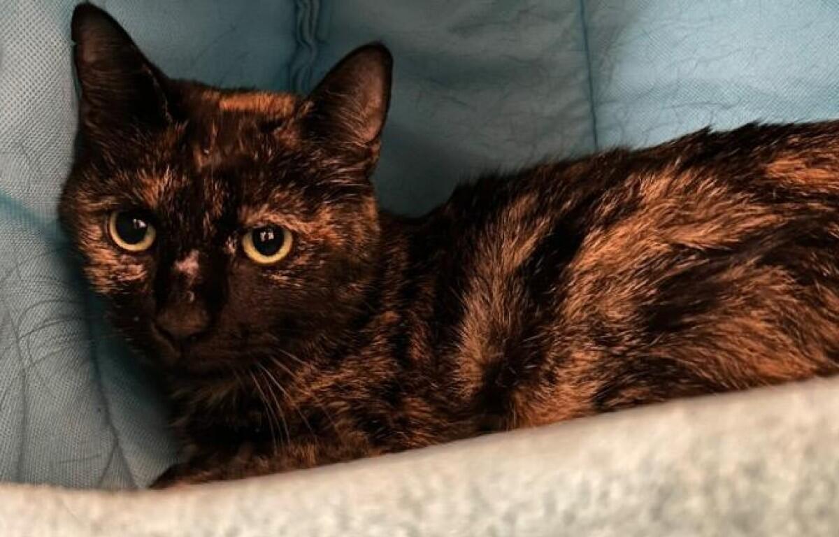 Tortoiseshell cat lounging on a blue couch, looking at the camera.