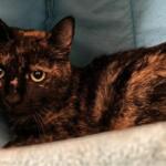 Tortoiseshell cat lounging on a blue couch, looking at the camera.