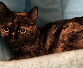 Tortoiseshell cat lounging on a blue couch, looking at the camera.