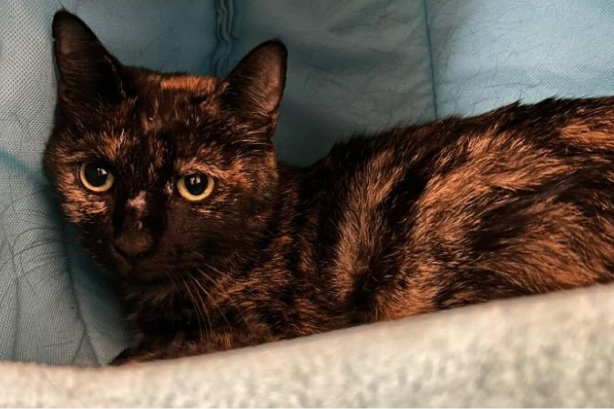 Pets of the week