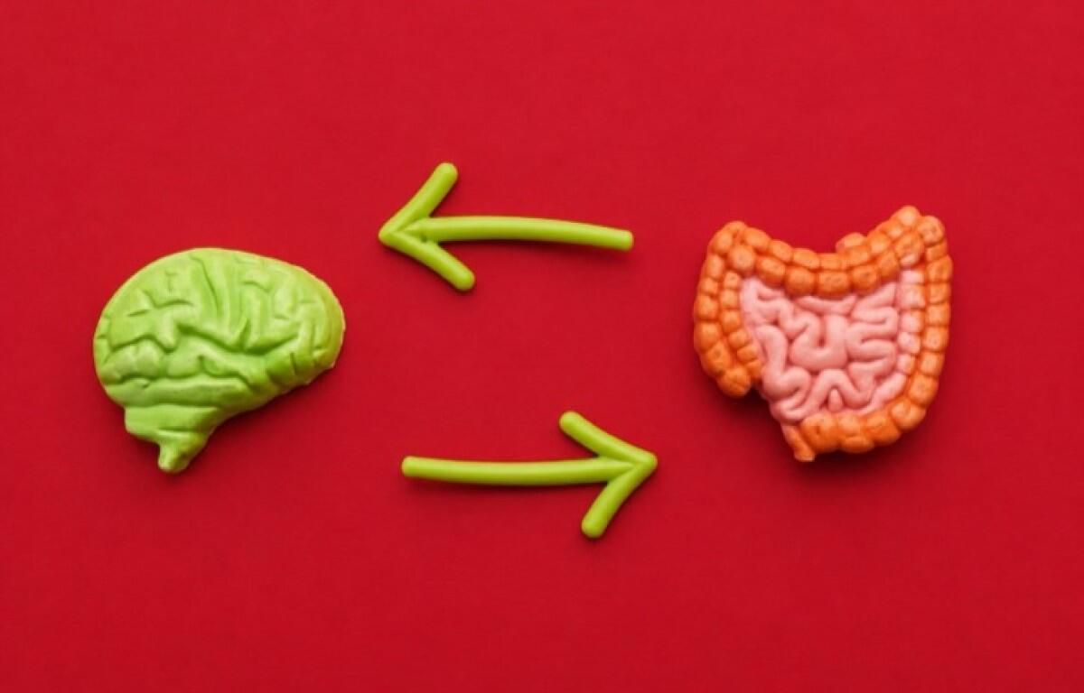 Green brain model on the left and pink intestines on the right connected by arrows, illustrating the brain–gut axis/communication of mind and gut.