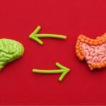 Green brain model on the left and pink intestines on the right connected by arrows, illustrating the brain–gut axis/communication of mind and gut.