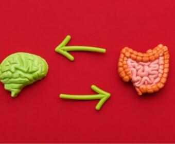 Green brain model on the left and pink intestines on the right connected by arrows, illustrating the brain–gut axis/communication of mind and gut.