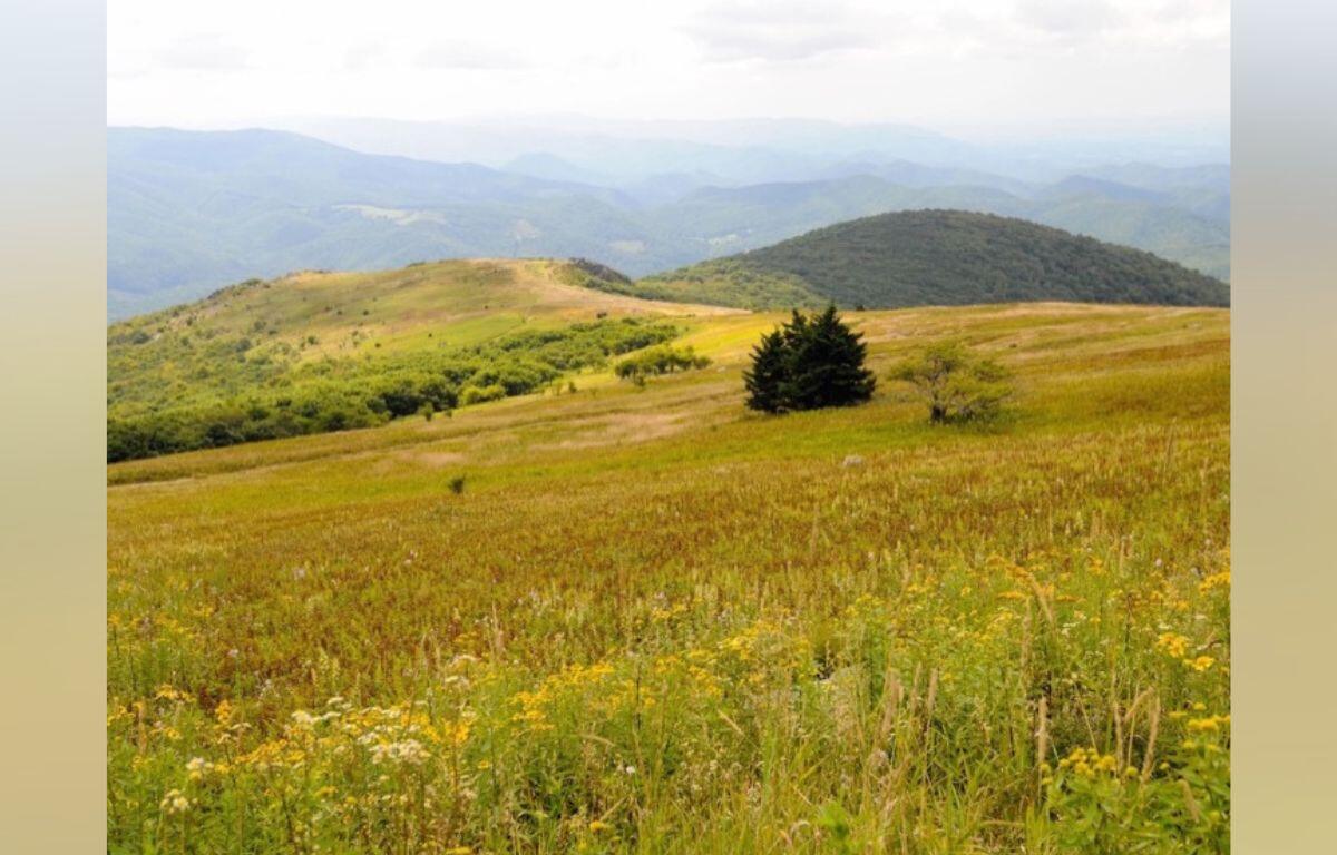 Rolling hillside meadow dotted with yellow wildflowers, with forested hills and distant blue mountains in the background caps the scene.