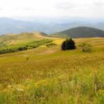 Rolling hillside meadow dotted with yellow wildflowers, with forested hills and distant blue mountains in the background caps the scene.