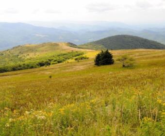 Rolling hillside meadow dotted with yellow wildflowers, with forested hills and distant blue mountains in the background caps the scene.