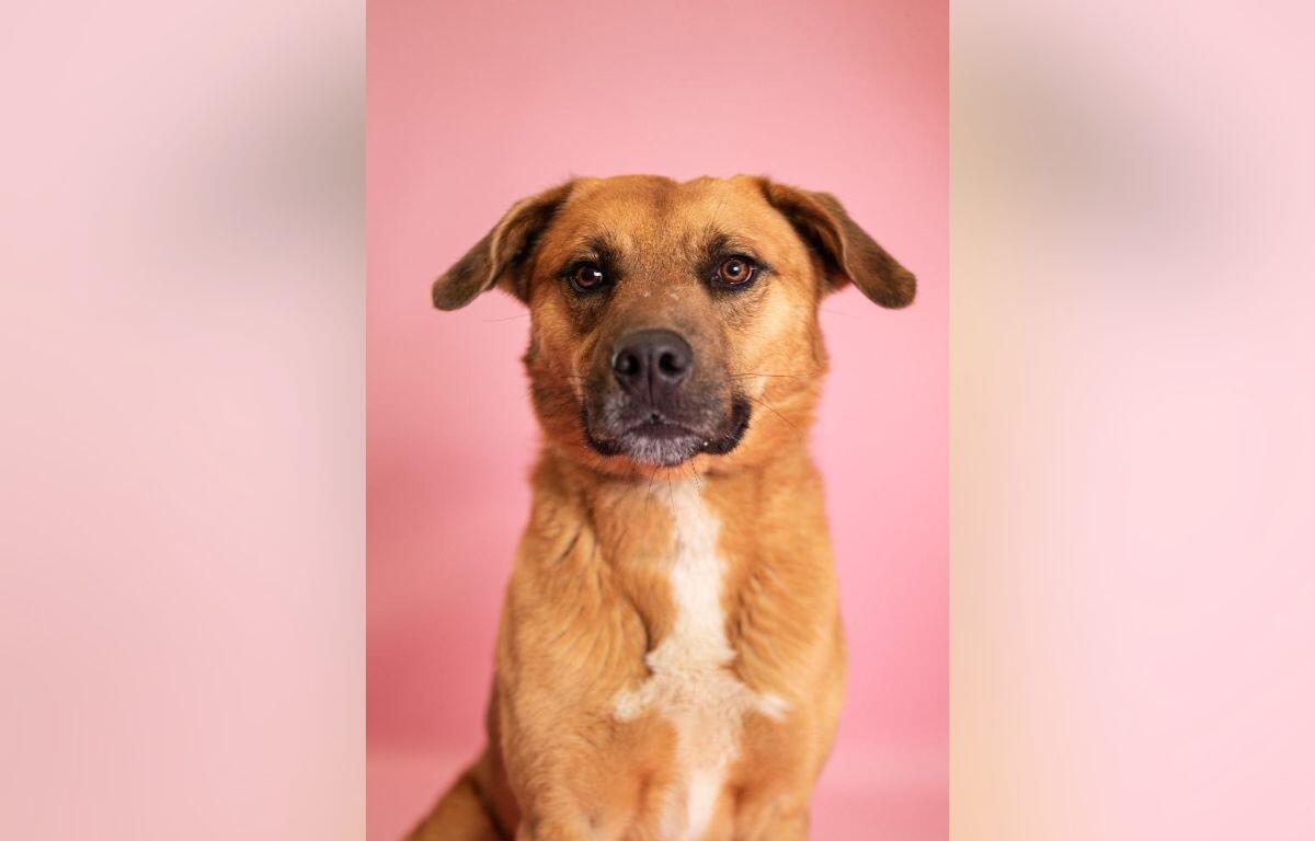 Brown dog with white chest sitting upright against a pink studio backdrop, looking at the camera.