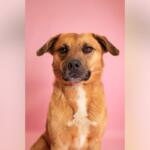 Brown dog with white chest sitting upright against a pink studio backdrop, looking at the camera.