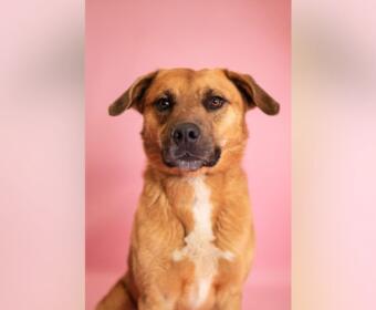 Brown dog with white chest sitting upright against a pink studio backdrop, looking at the camera.